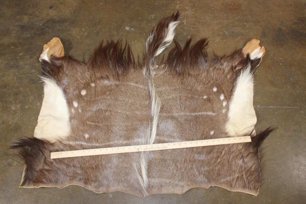 NYALA Back Hide - 2