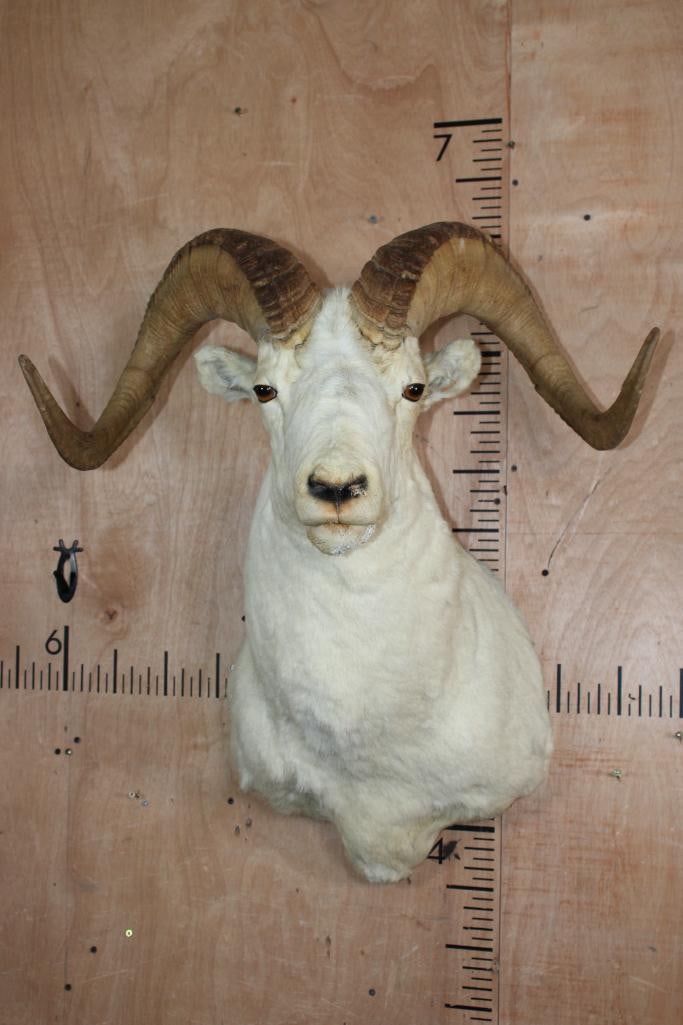 Big DALL SHEEP Ram Shoulder Mount: Big DALL SHEEP Ram Shoulder Mount. The Horns measure 33.75" and 33.75" Long with a 25 3/8" Spread. This is an older mount with chin and nose damage. TAXIDERMY 