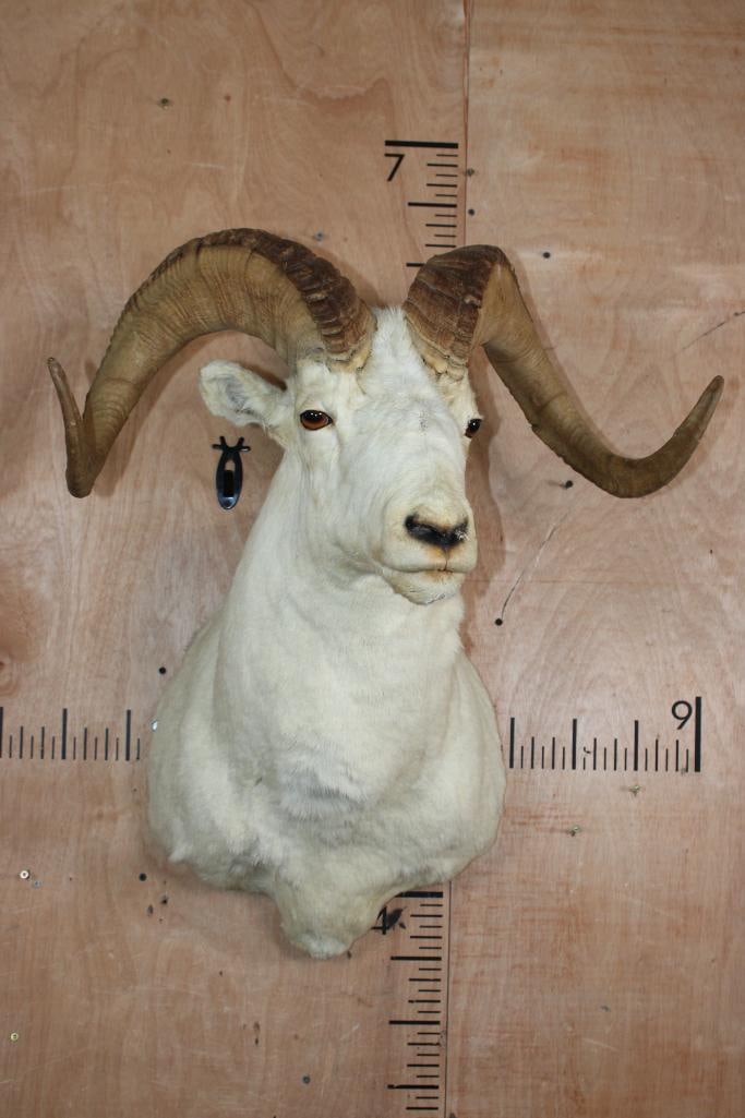Big DALL SHEEP Ram Shoulder Mount - 4