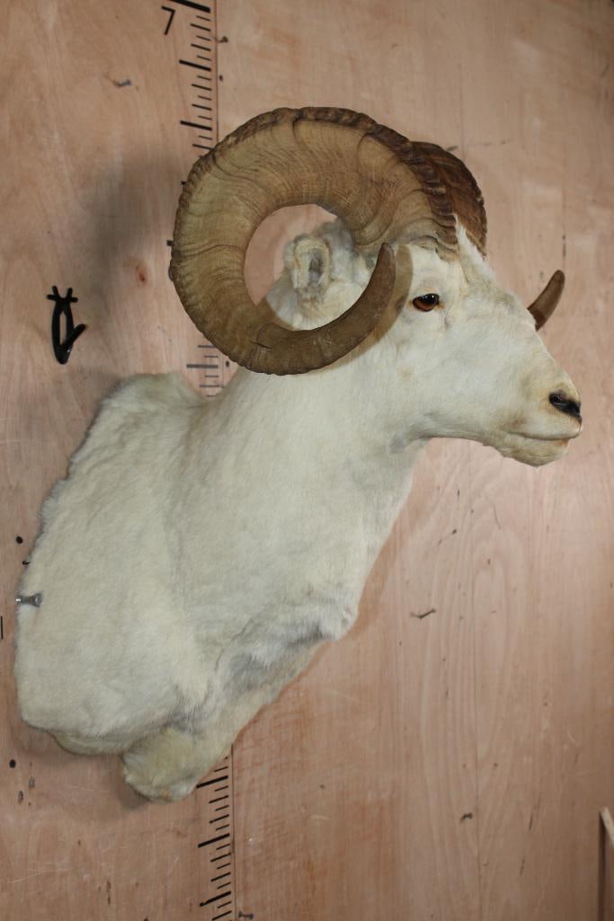 Big DALL SHEEP Ram Shoulder Mount - 5