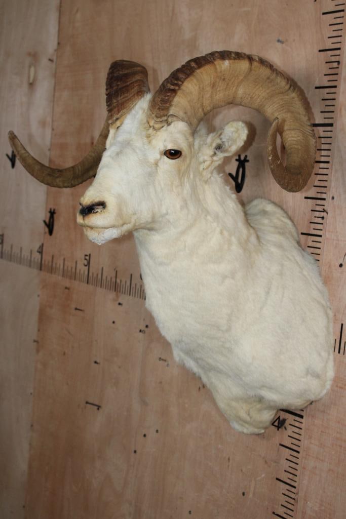 Big DALL SHEEP Ram Shoulder Mount - 6