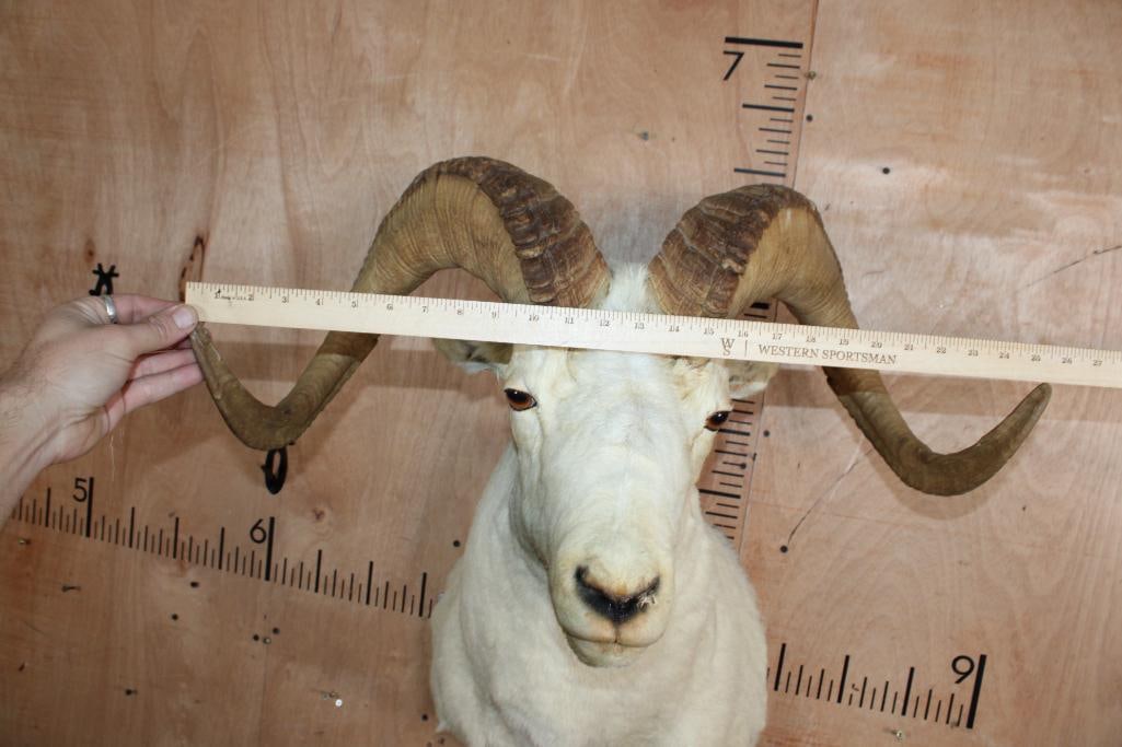 Big DALL SHEEP Ram Shoulder Mount - 7