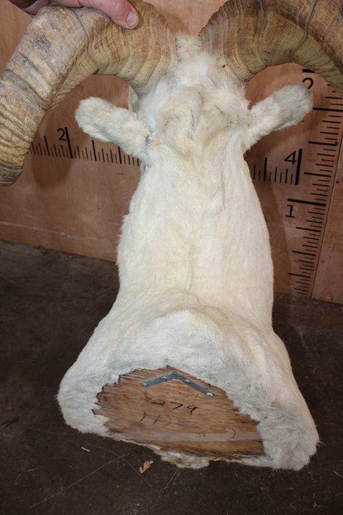 Big DALL SHEEP Ram Shoulder Mount - 8