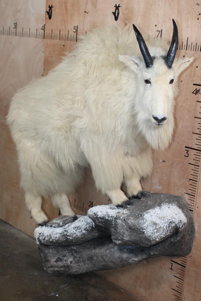 Life-sized MOUNTAIN GOAT with Reproduction Horns, Mounted on a Decorative Wall Base - 2