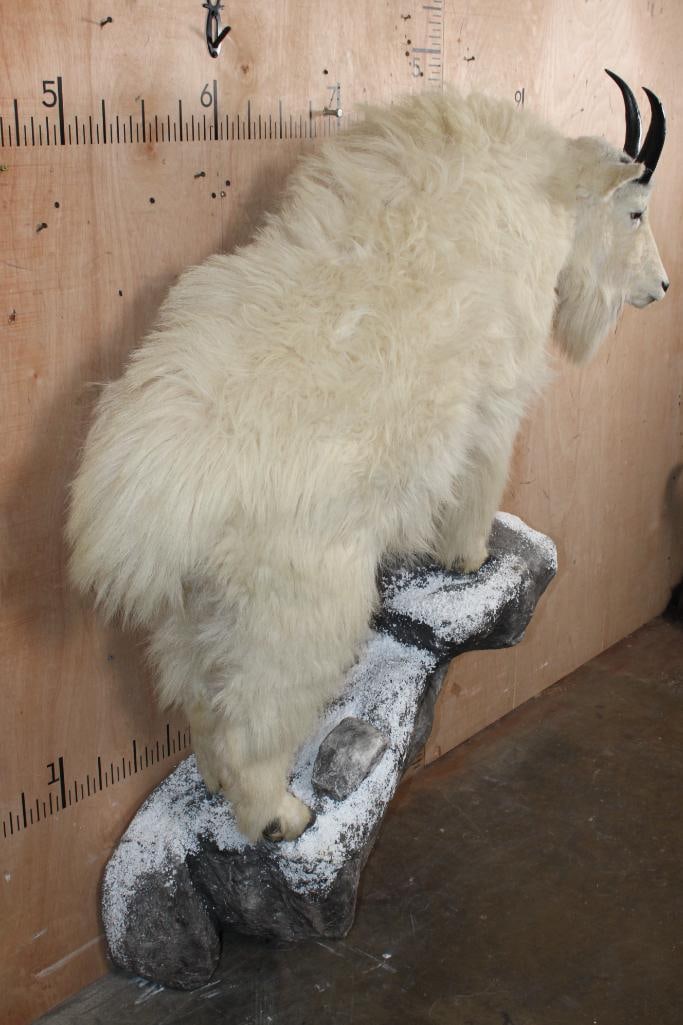Life-sized MOUNTAIN GOAT with Reproduction Horns, Mounted on a Decorative Wall Base - 3