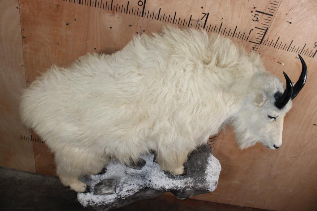 Life-sized MOUNTAIN GOAT with Reproduction Horns, Mounted on a Decorative Wall Base - 4