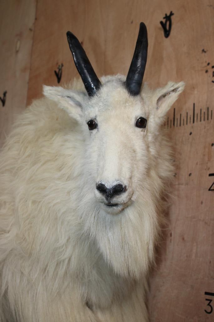 Life-sized MOUNTAIN GOAT with Reproduction Horns, Mounted on a Decorative Wall Base - 5