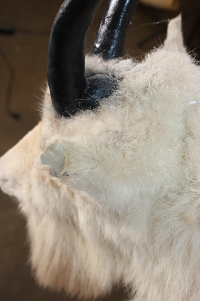 Life-sized MOUNTAIN GOAT with Reproduction Horns, Mounted on a Decorative Wall Base - 6