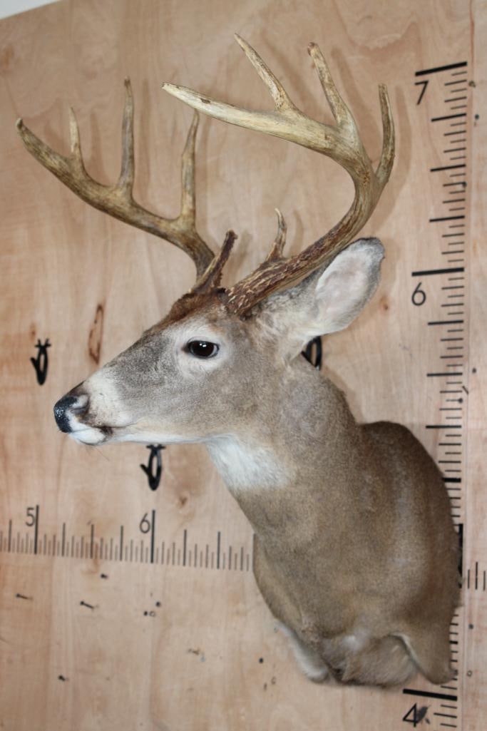 10-Point WHITETAIL DEER Shoulder Mount - 2