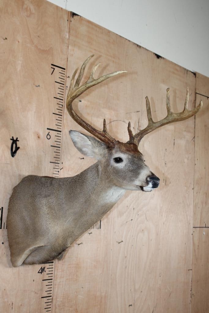 10-Point WHITETAIL DEER Shoulder Mount - 3
