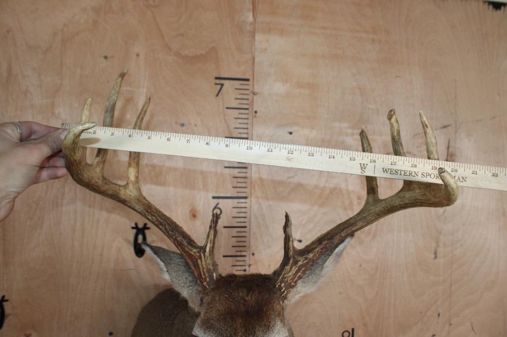 10-Point WHITETAIL DEER Shoulder Mount - 4