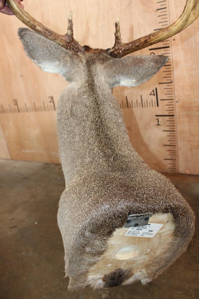 10-Point WHITETAIL DEER Shoulder Mount - 5