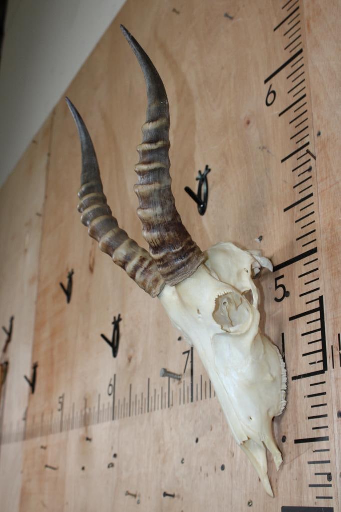 BLESBOK Skull - 2