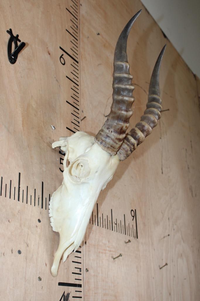 BLESBOK Skull - 3