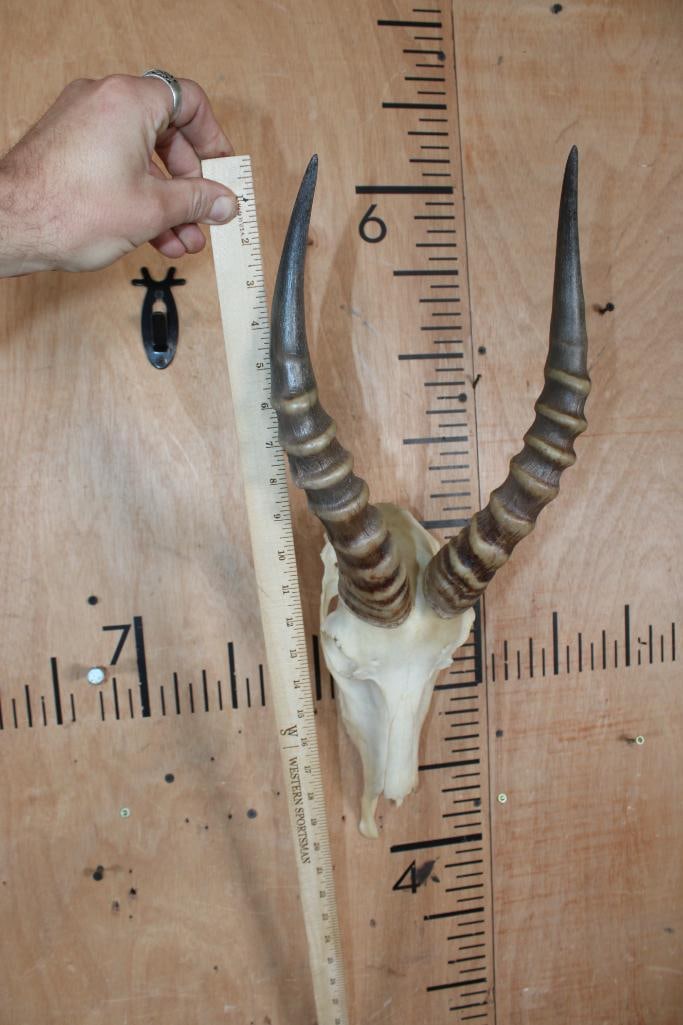 BLESBOK Skull - 4