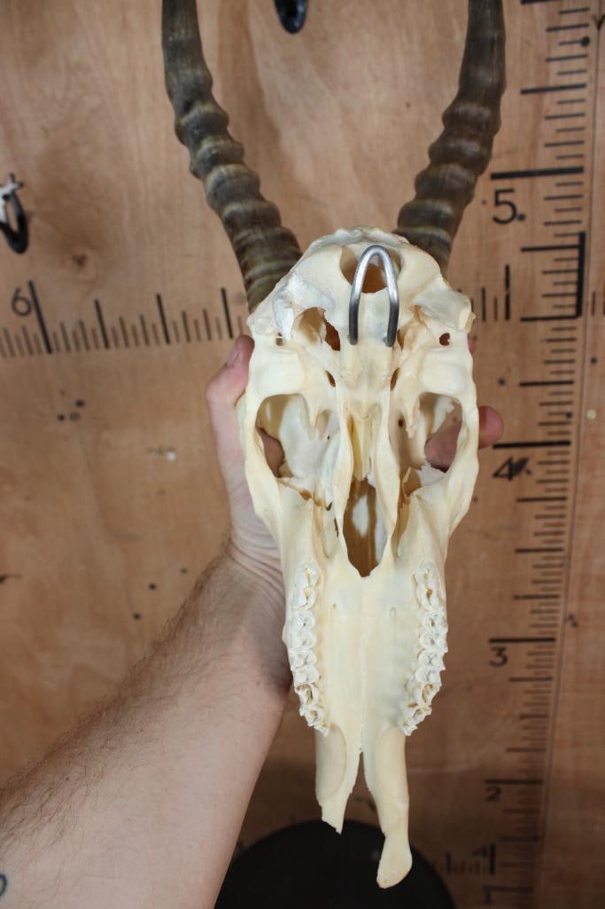 BLESBOK Skull - 5
