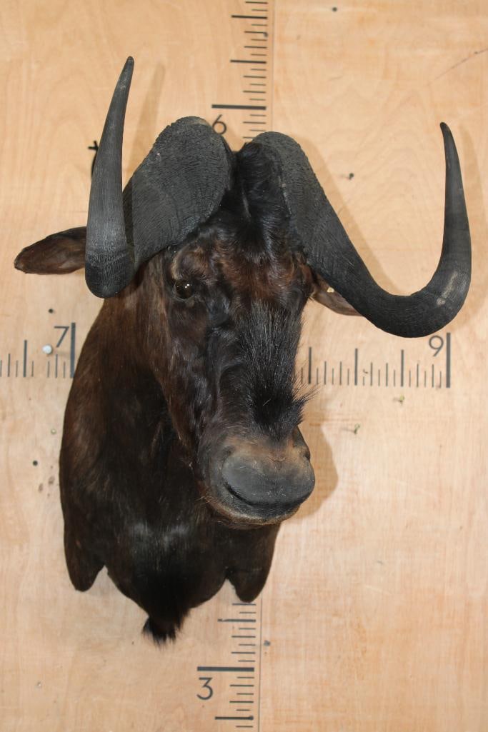 BLACK WILDEBEEST Shoulder Mount - 2