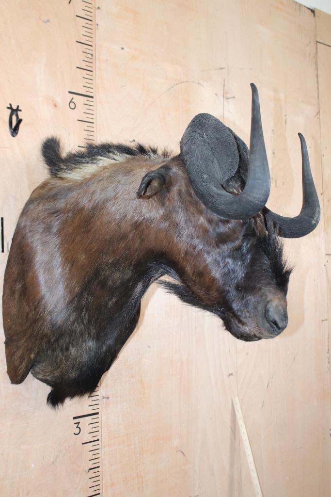 BLACK WILDEBEEST Shoulder Mount - 3