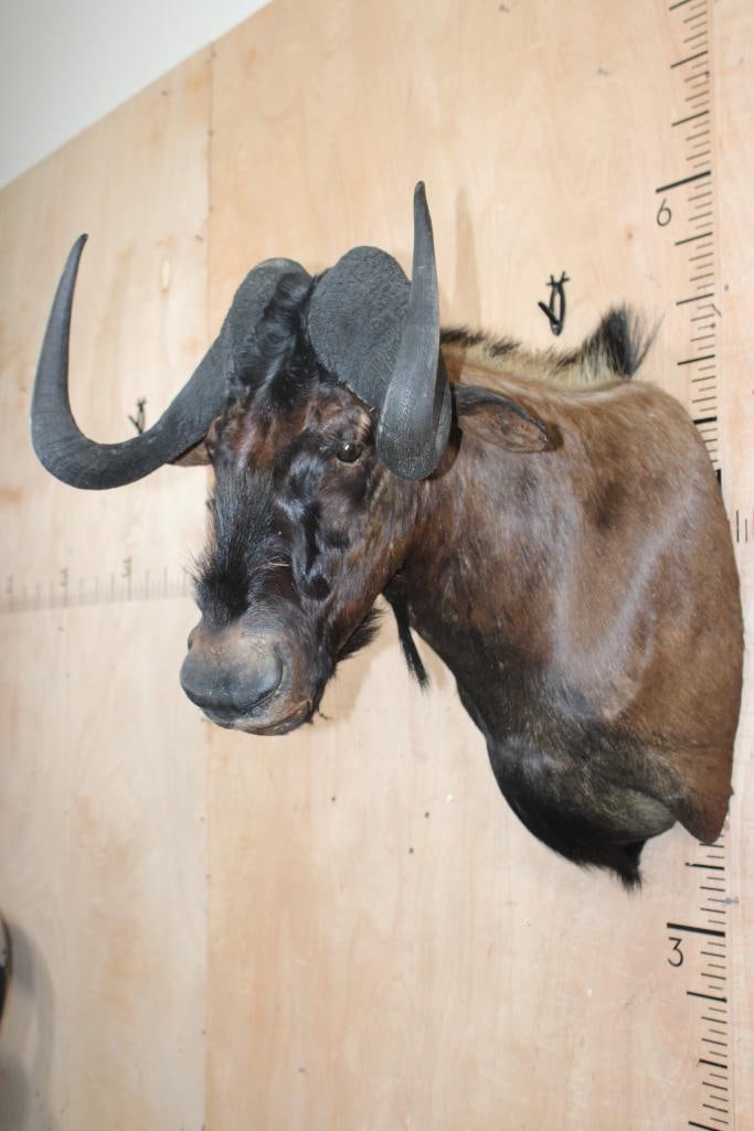 BLACK WILDEBEEST Shoulder Mount - 4