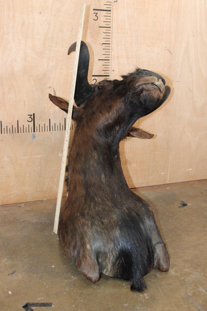 BLACK WILDEBEEST Shoulder Mount - 5