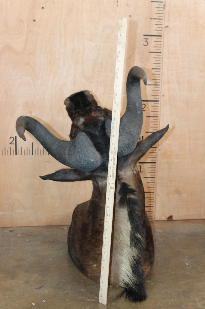 BLACK WILDEBEEST Shoulder Mount - 6