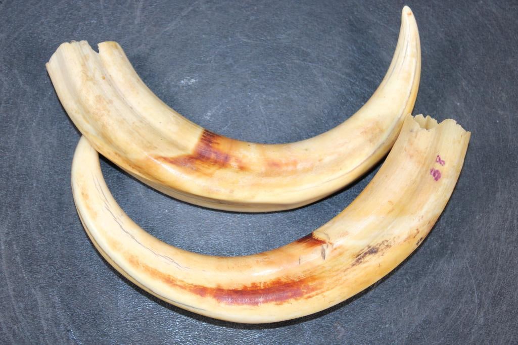 Set of WARTHOG Tusks: Respectable Set of WARTHOG Tusks. They measure 11.25" and 10.25" Long and the Total Weight is 15 oz for both. TAXIDERMY 