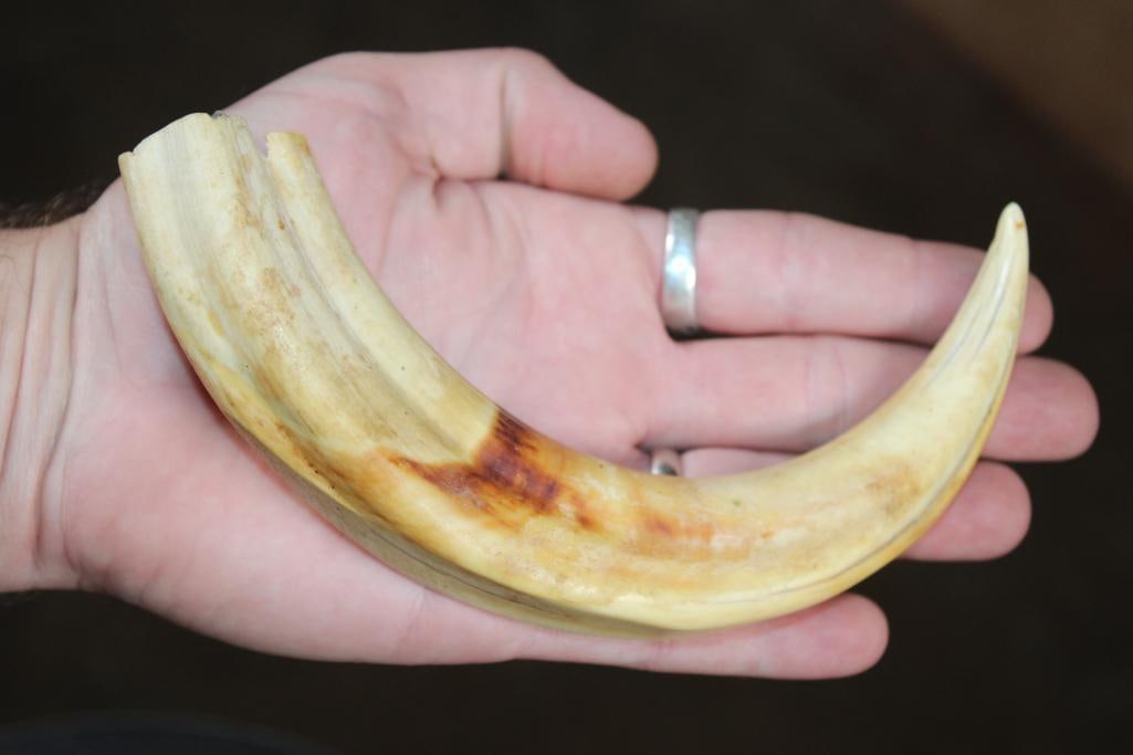 Set of WARTHOG Tusks - 2