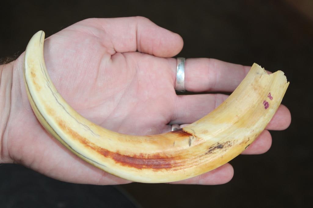 Set of WARTHOG Tusks - 3