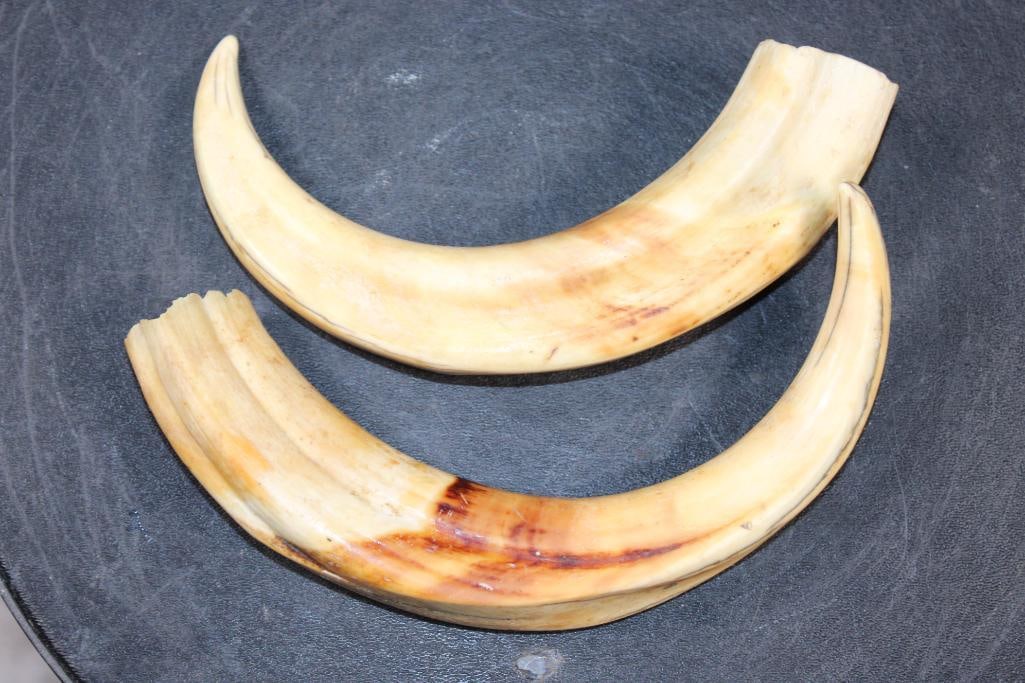 Set of WARTHOG Tusks - 4