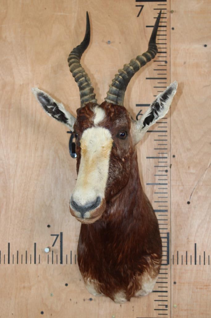 BLESBOK Shoulder Mount - 2