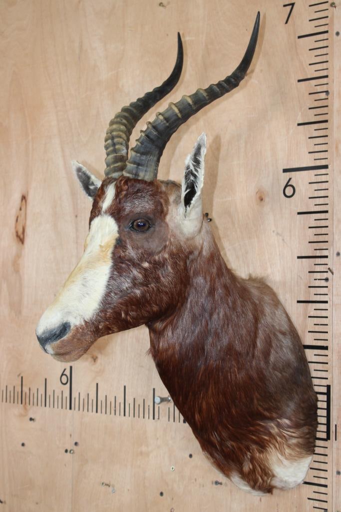 BLESBOK Shoulder Mount - 3