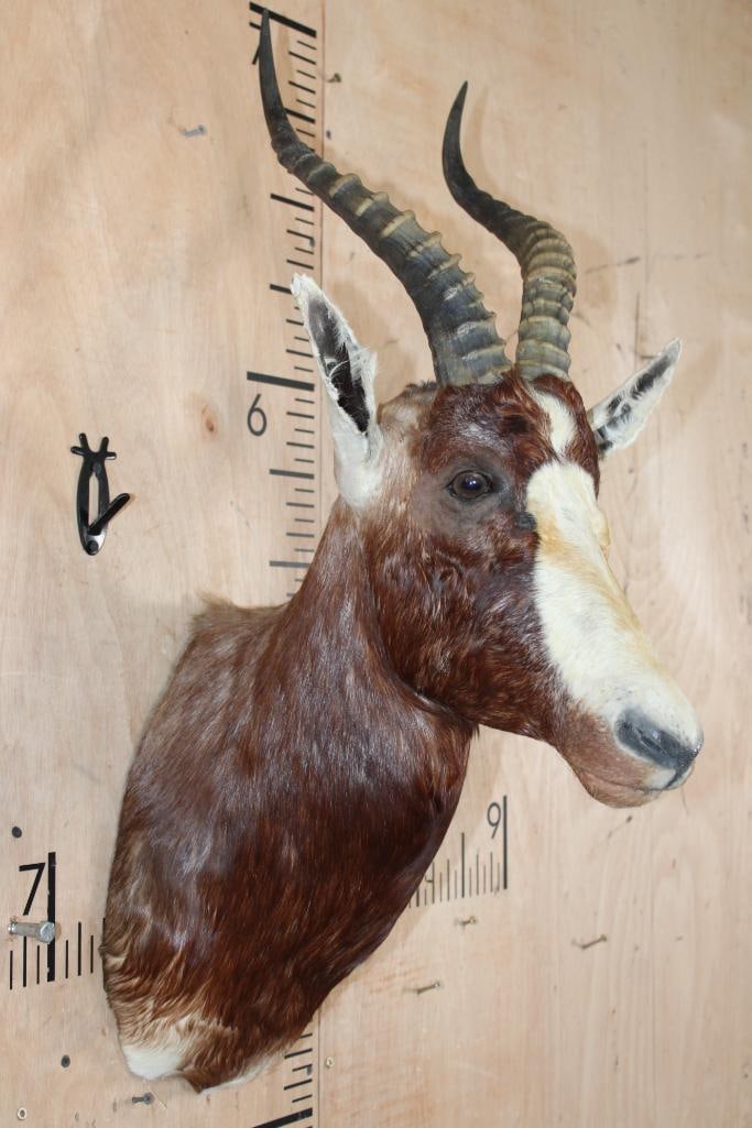 BLESBOK Shoulder Mount - 4