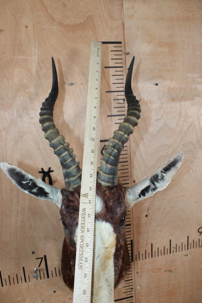 BLESBOK Shoulder Mount - 5