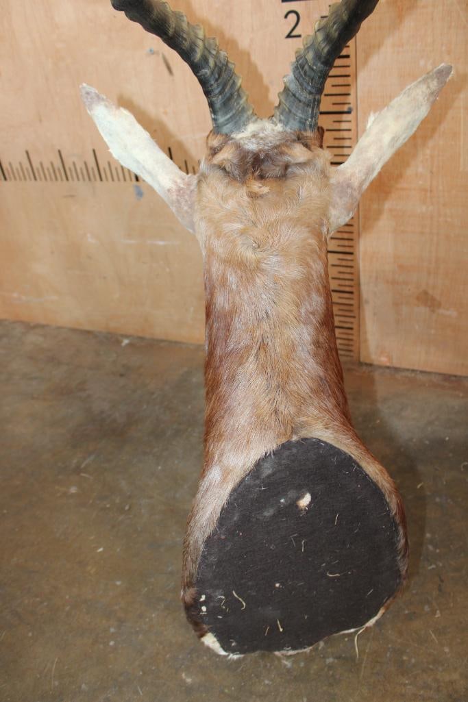 BLESBOK Shoulder Mount - 6