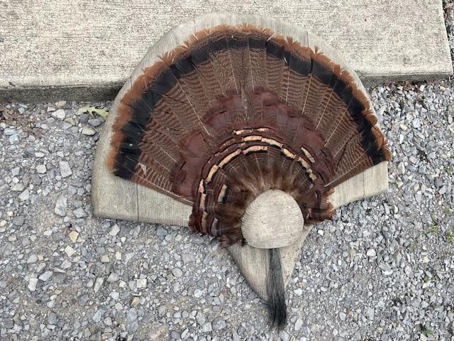 Big WILD TURKEY Fan on a Barn Wood Display - 2
