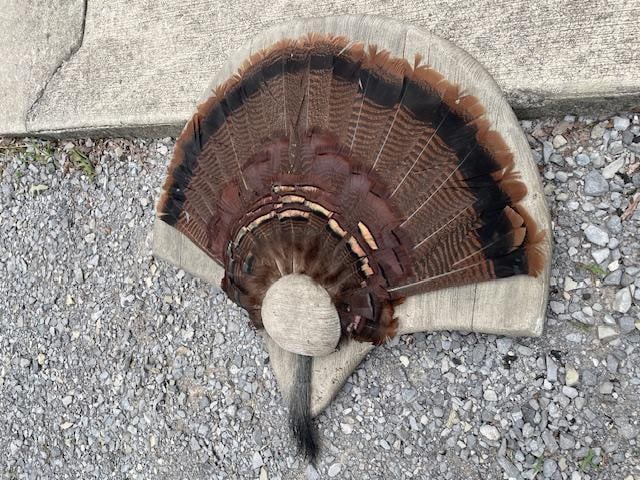 Big WILD TURKEY Fan on a Barn Wood Display - 3