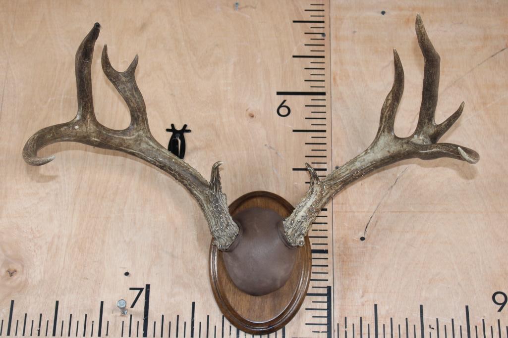 10-Point WHITETAIL DEER Antler Rack on a Wood Plaque (1 of 5)