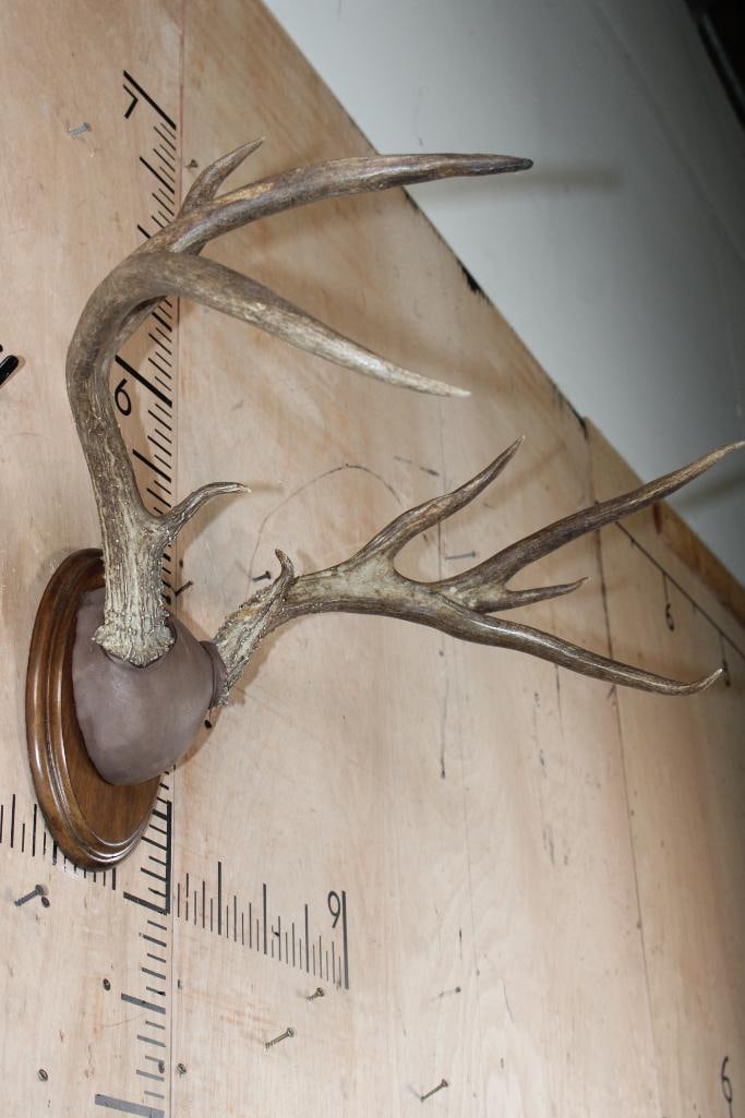 10-Point WHITETAIL DEER Antler Rack on a Wood Plaque - 2