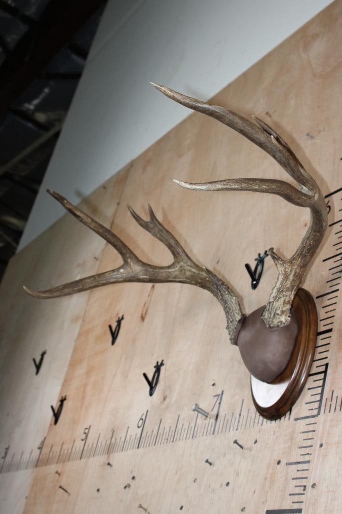 10-Point WHITETAIL DEER Antler Rack on a Wood Plaque - 3
