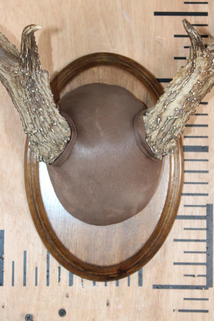 10-Point WHITETAIL DEER Antler Rack on a Wood Plaque - 4