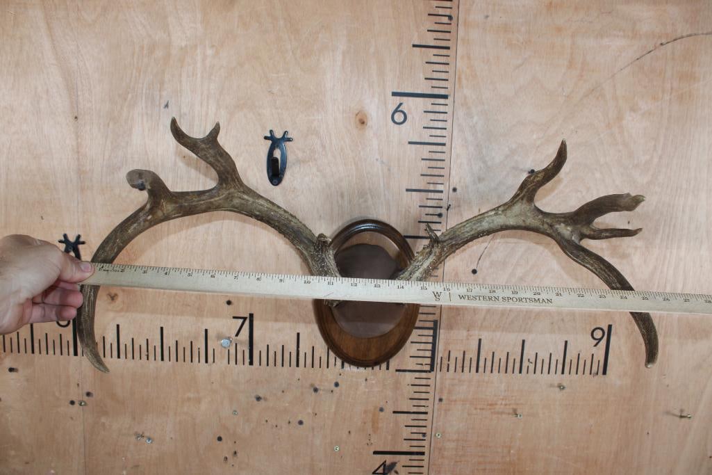 10-Point WHITETAIL DEER Antler Rack on a Wood Plaque - 5