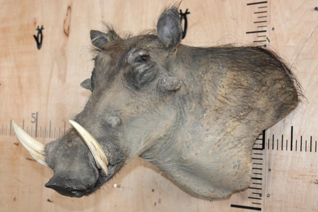 WARTHOG Wall Pedestal Mount - 2