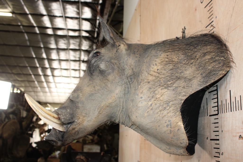 WARTHOG Wall Pedestal Mount - 3