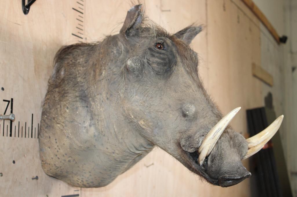 WARTHOG Wall Pedestal Mount - 4