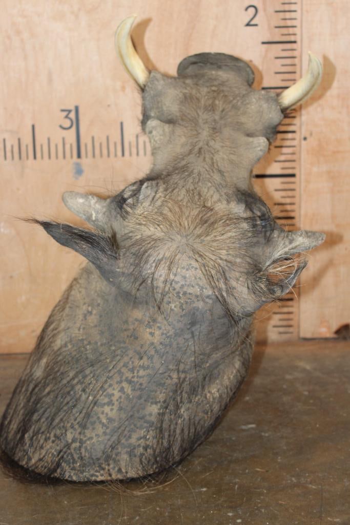 WARTHOG Wall Pedestal Mount - 6