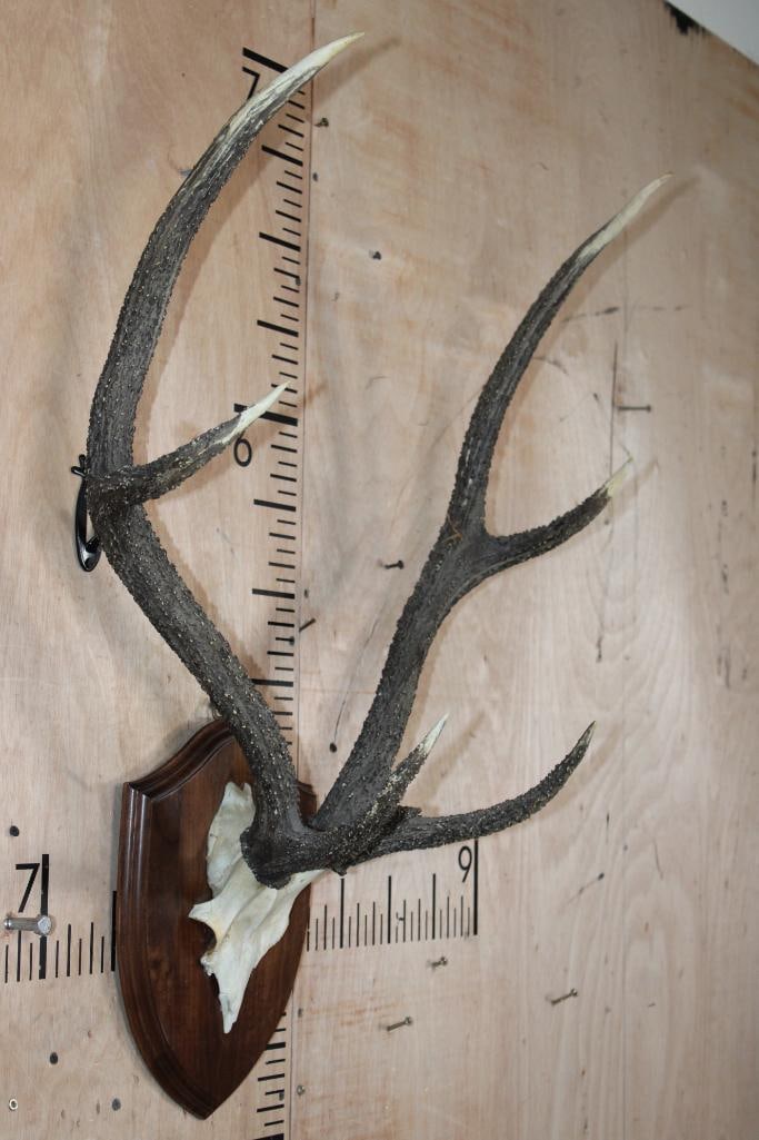 SAMBAR DEER Antler Rack on a Euro Cut Skull Cap and Wood Plaque - 2