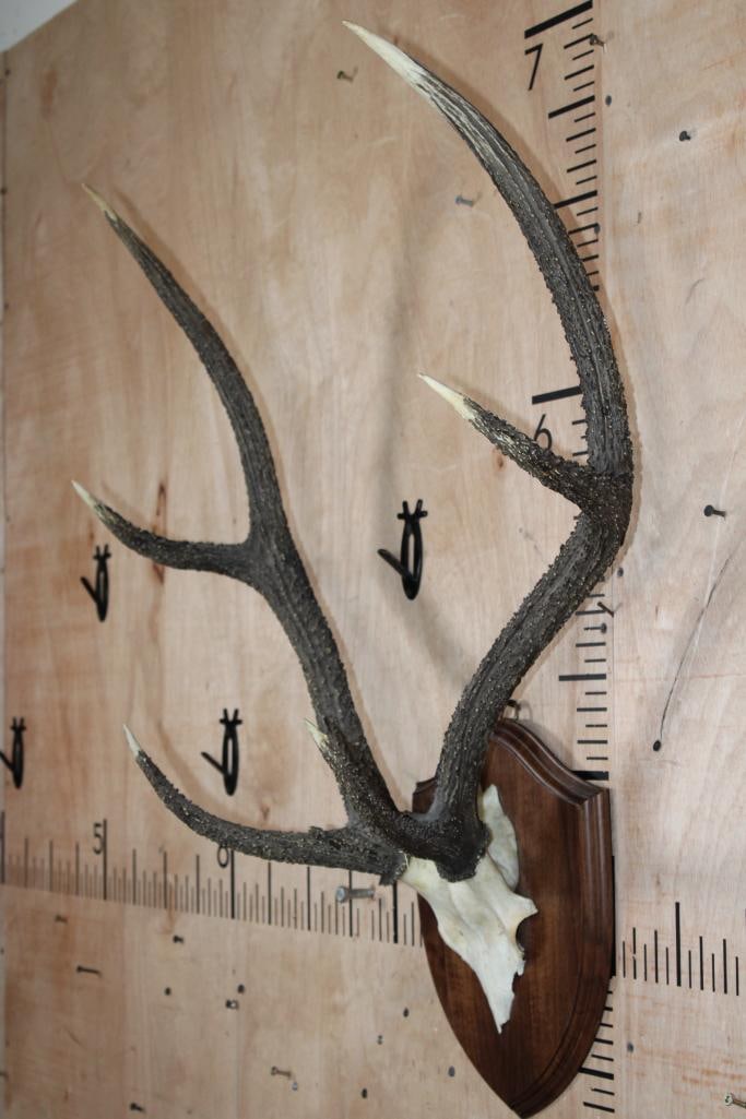 SAMBAR DEER Antler Rack on a Euro Cut Skull Cap and Wood Plaque - 3
