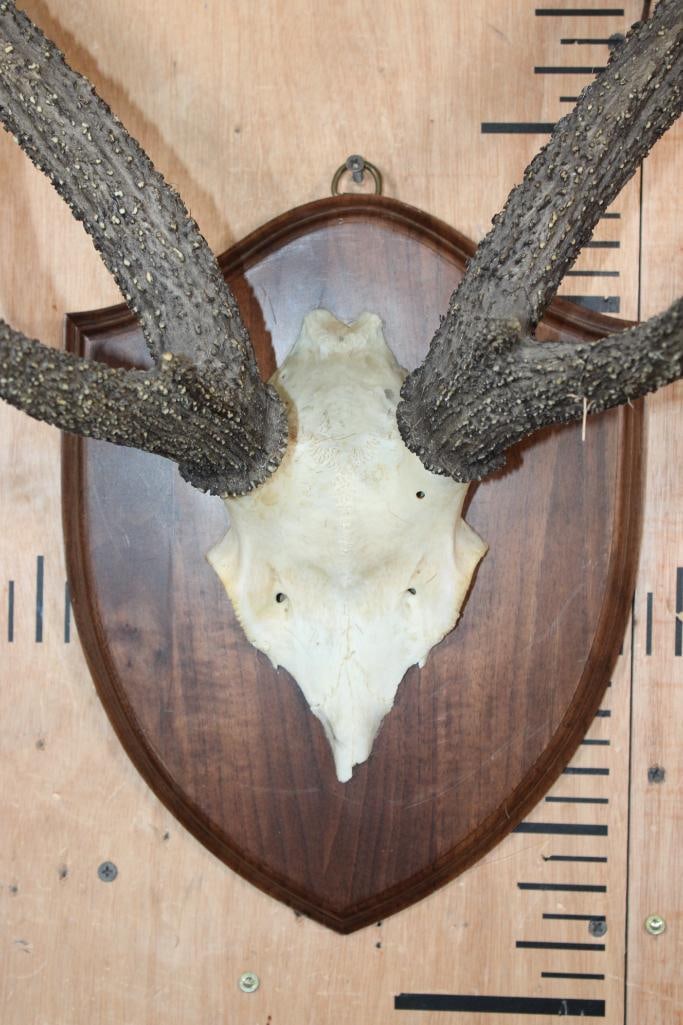 SAMBAR DEER Antler Rack on a Euro Cut Skull Cap and Wood Plaque - 4