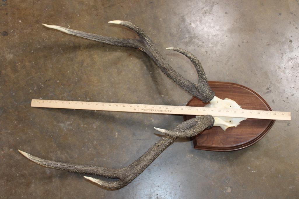 SAMBAR DEER Antler Rack on a Euro Cut Skull Cap and Wood Plaque - 5