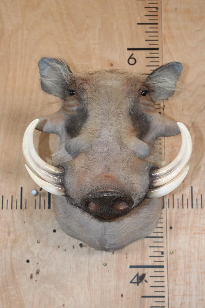 WARTHOG Shoulder Mount (1 of 7)